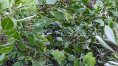 Osteospermum moniliferum