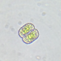 Cosmarium anisochondrum