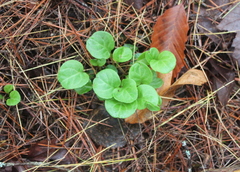 Pyrola chlorantha