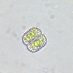 Cosmarium anisochondrum