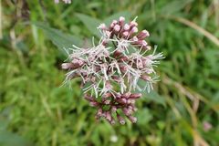 Eupatorium shimadae