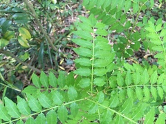 Zanthoxylum piperitum