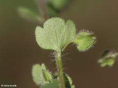 Veronica triloba