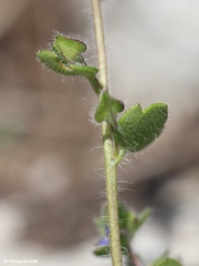 Veronica triloba