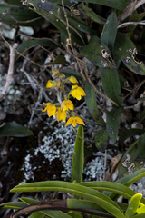 Polystachya pubescens