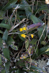 Polystachya pubescens