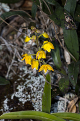 Polystachya pubescens