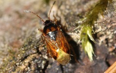 Lasiosomus enervis