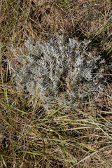 Oedera pungens angustifolia
