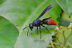 Anterhynchium mellyi