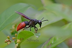 Anterhynchium mellyi