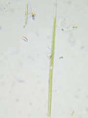 Closterium acutum