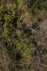 Senecio rhyncholaenus