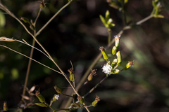Senecio rhyncholaenus