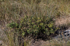 Tephrosia bachmannii