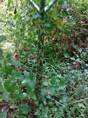 Amorphophallus paeoniifolius