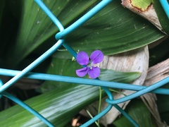 Orychophragmus violaceus