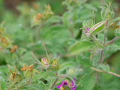 Poecilimon macedonicus