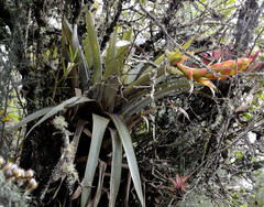 Tillandsia turneri