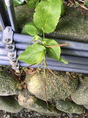 Orychophragmus violaceus