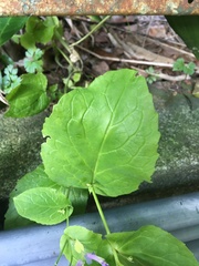 Orychophragmus violaceus