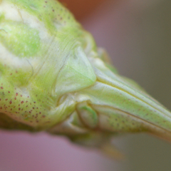 Poecilimon macedonicus