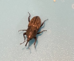 Sphenophorus cicatristriatus