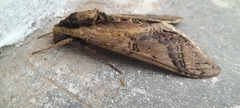 Lepidoptera