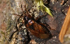 Lasiosomus enervis