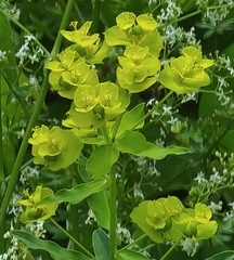 Euphorbia platyphyllos