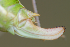 Poecilimon macedonicus