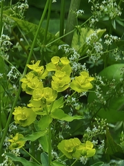 Euphorbia platyphyllos