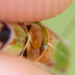 Poecilimon macedonicus