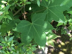 Kalopanax septemlobus