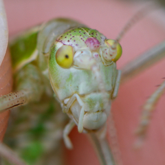 Poecilimon macedonicus