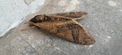 Lepidoptera