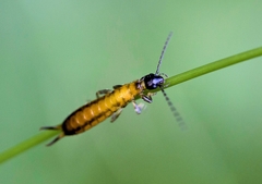 Apterygida albipennis