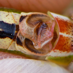 Poecilimon macedonicus