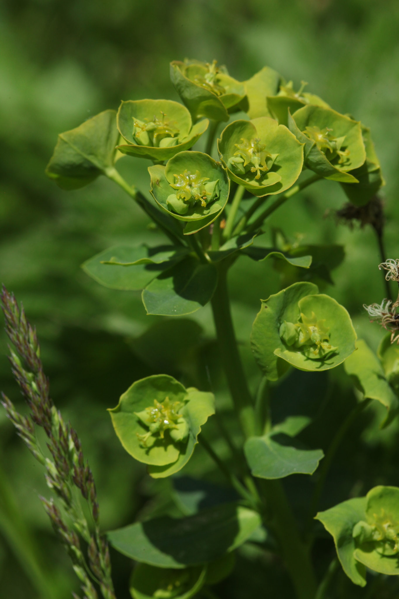 Euphorbia borodinii