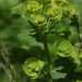 Euphorbia borodinii - Photo (c) Svetlana Nesterova,  זכויות יוצרים חלקיות (CC BY-NC), הועלה על ידי Svetlana Nesterova
