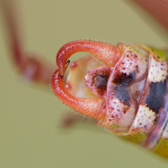 Poecilimon macedonicus