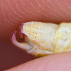 Poecilimon macedonicus