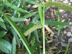 Carex alopecuroides chlorostachya