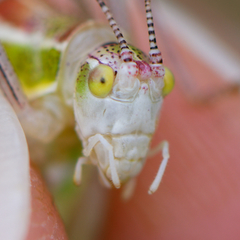 Poecilimon macedonicus