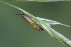 Apterygida albipennis