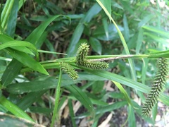 Carex alopecuroides chlorostachya