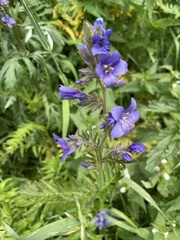 Polemonium caeruleum
