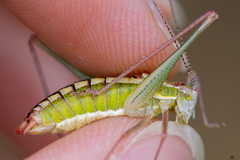 Poecilimon macedonicus