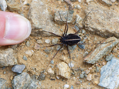 Zachaeus crista