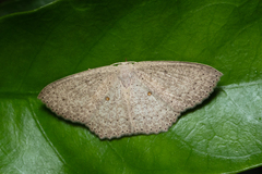 Perixera flavispila